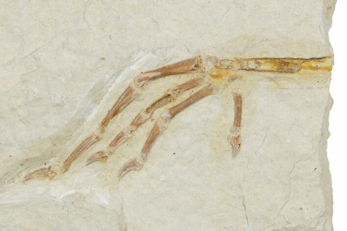 Rare Fossil Bird Foot - Green River Formation, Wyoming #356992